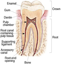 What is endodontic treatment?