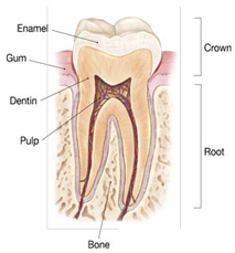 Why does a cracked tooth hurt?