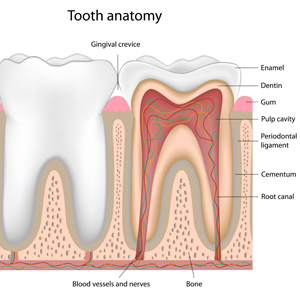 Root Canal Tooth Anatomy