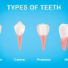 Types of Human Teeth