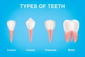 Types of Human Teeth